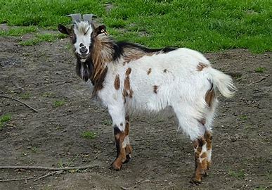 Goat